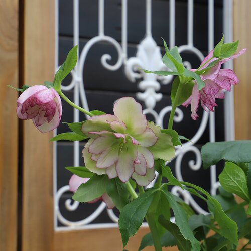 多年生常绿耐寒带花苞圣诞玫瑰