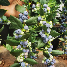 蓝莓果树苗带果盆栽北方南方庭院阳台种植可食用水果树小苗