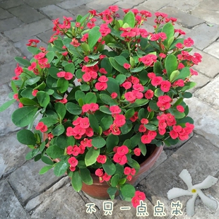 虎刺梅 铁海棠 麒麟花 四季开花 盆栽苗带花苞带土发货 怕冷