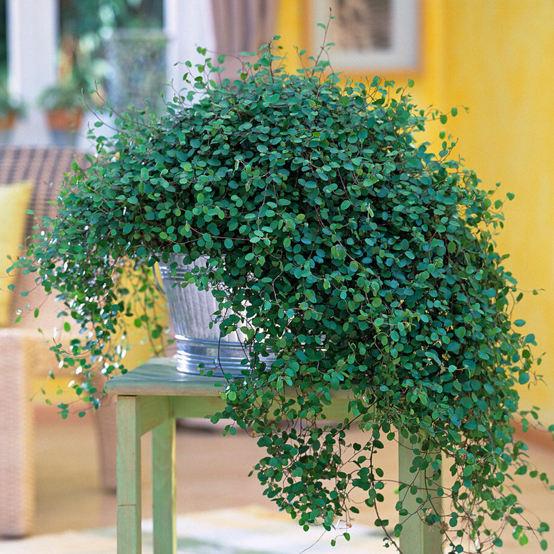 千叶吊兰盆栽婚纱吊兰耐阴耐晒四季常绿阳台庭院花园垂吊观叶绿植