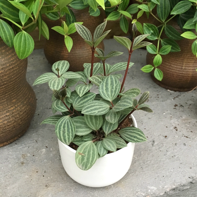 小西瓜皮椒草 轮叶豆瓣绿 玄月白脉 办公室内桌面小盆栽绿植