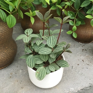 小西瓜皮椒草 轮叶豆瓣绿 玄月白脉 办公室内桌面小盆栽绿植