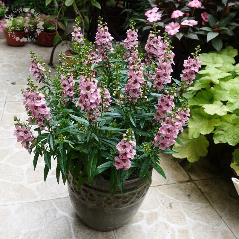 香彩雀盆栽小天使夏季花耐热耐晒露天阳台花园庭院花期长花开不断