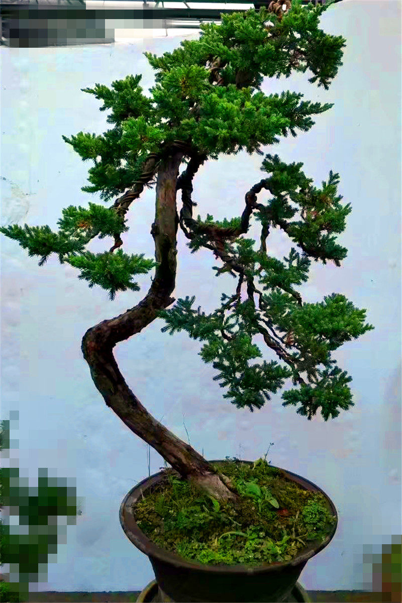 实物精品真柏盆景地柏迎客造型树桩文人四季常青别墅庭院摆放盆栽
