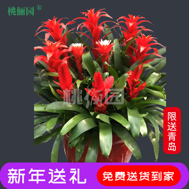 绿植客厅组合凤梨盆栽年宵花卉