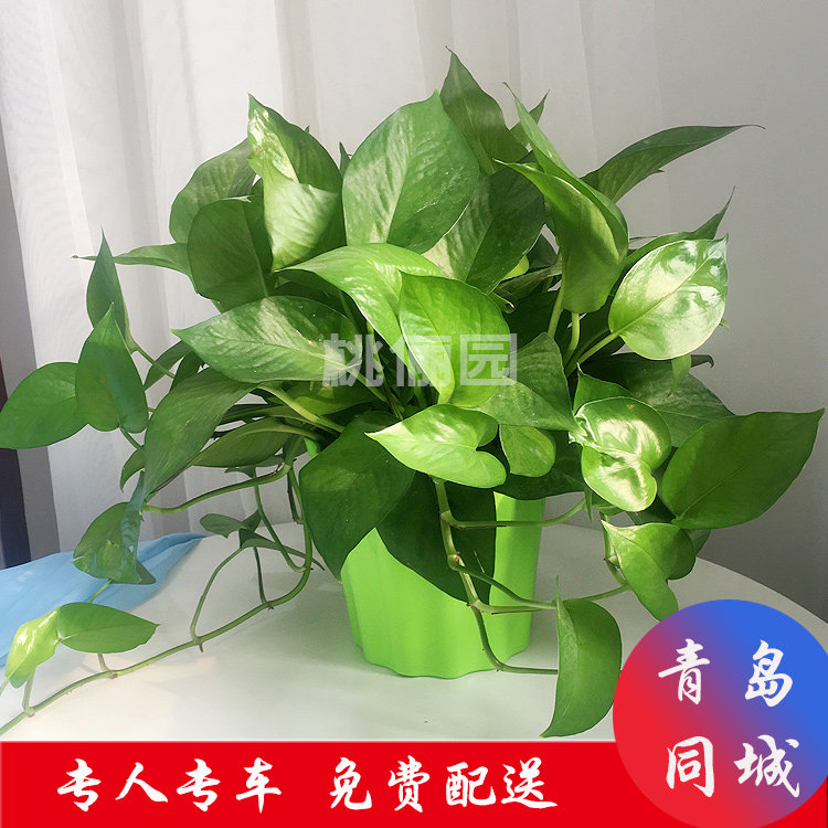 大叶绿萝新房吸除甲醛客厅