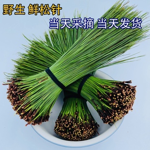 纯天然野生新鲜松针马尾松针纯松叶蒸包子松叶泡茶泡酒做酵素材料