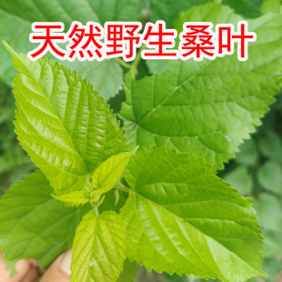 野生新鲜桑叶 喂蚕宝宝桑叶 现采现发学生养蚕口粮天然野生桑枝条