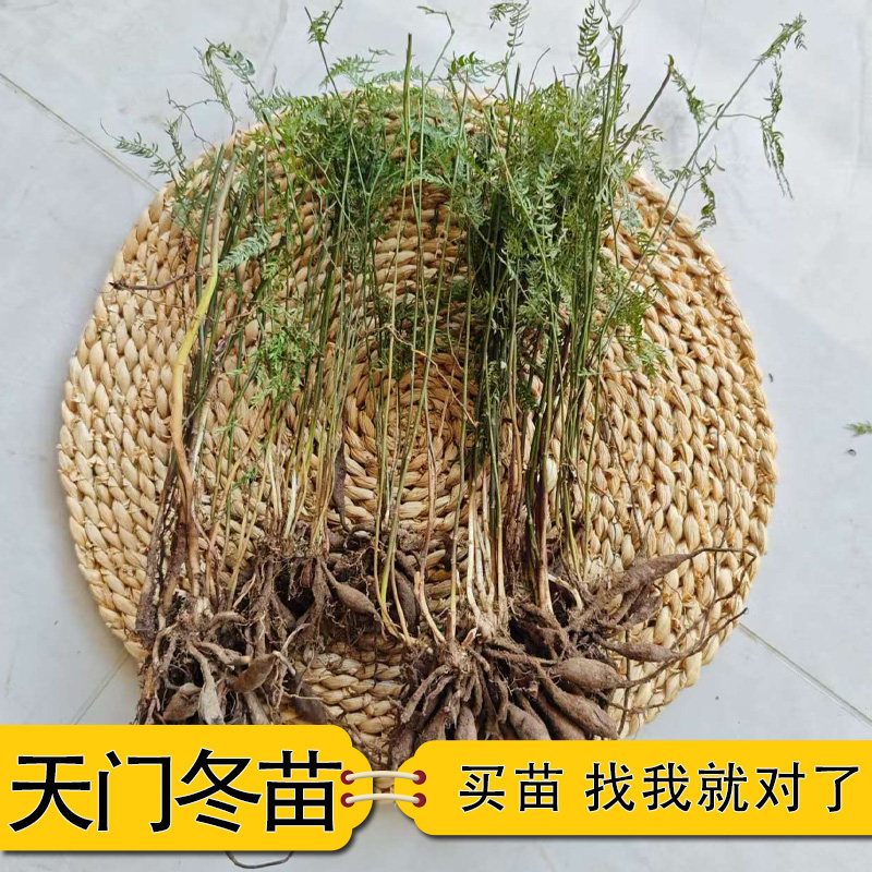 天门冬苗新鲜中药材天门冬种子种苗天门冬苗带根可大面积种植基地