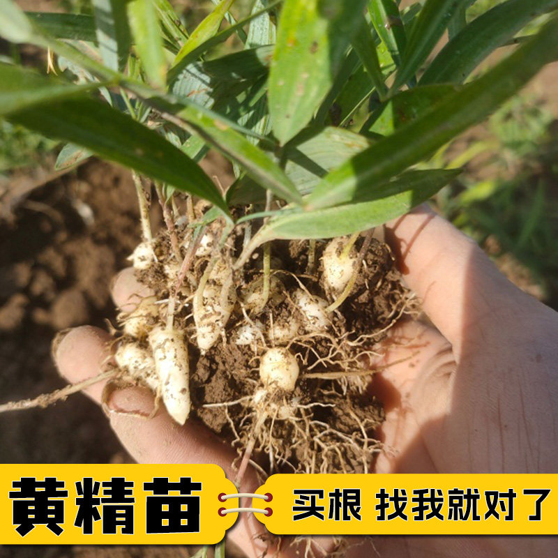 黄精种苗现挖黄精种子苗中药材种植苗黄芪党参基地直发全国可种植图片
