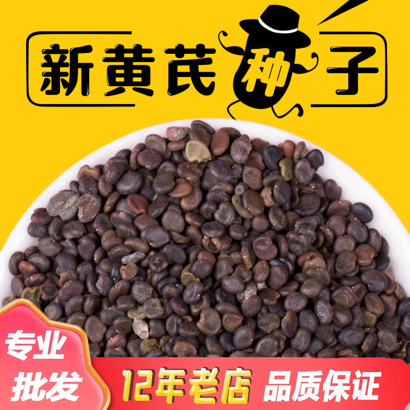 出售草药黄芪种子新棉芪绵芪铁杆软秸黄氏种籽四季播种包邮送资料图片