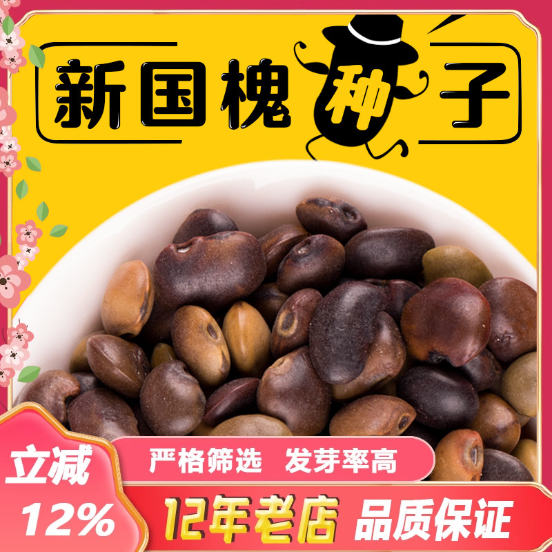 国槐种子新采速生国槐树籽笨槐家槐树可食用去皮槐豆净种籽林木种