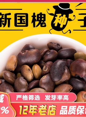 国槐种子新采速生国槐树籽笨槐家槐树可食用去皮槐豆净种籽林木种