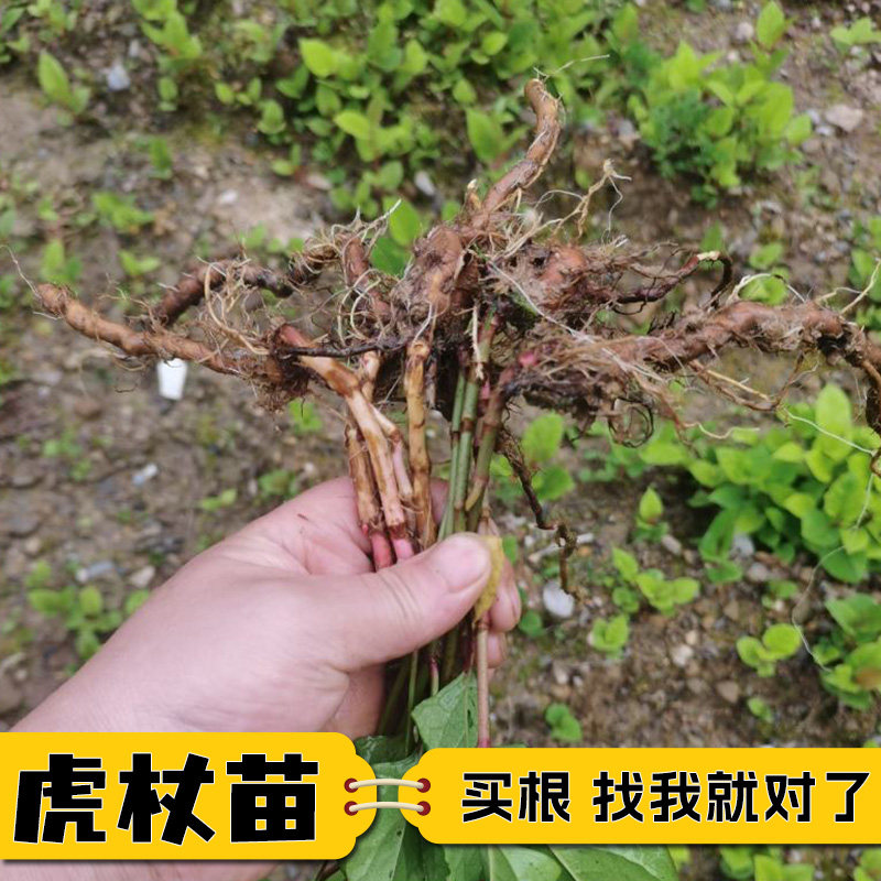 新鲜现挖原生虎杖苗中药材虎杖根苗酸筒苗斑杖根另有葛根何首乌苗