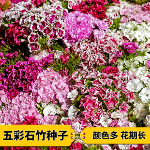 2025年新产五彩石竹种籽瞿麦种子花卉多年生宿根花期长四季播包邮