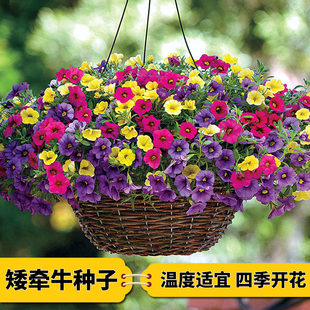 矮牵牛花种子四季易活喇叭花爬藤植物阳台室外庭院重瓣花种子大全