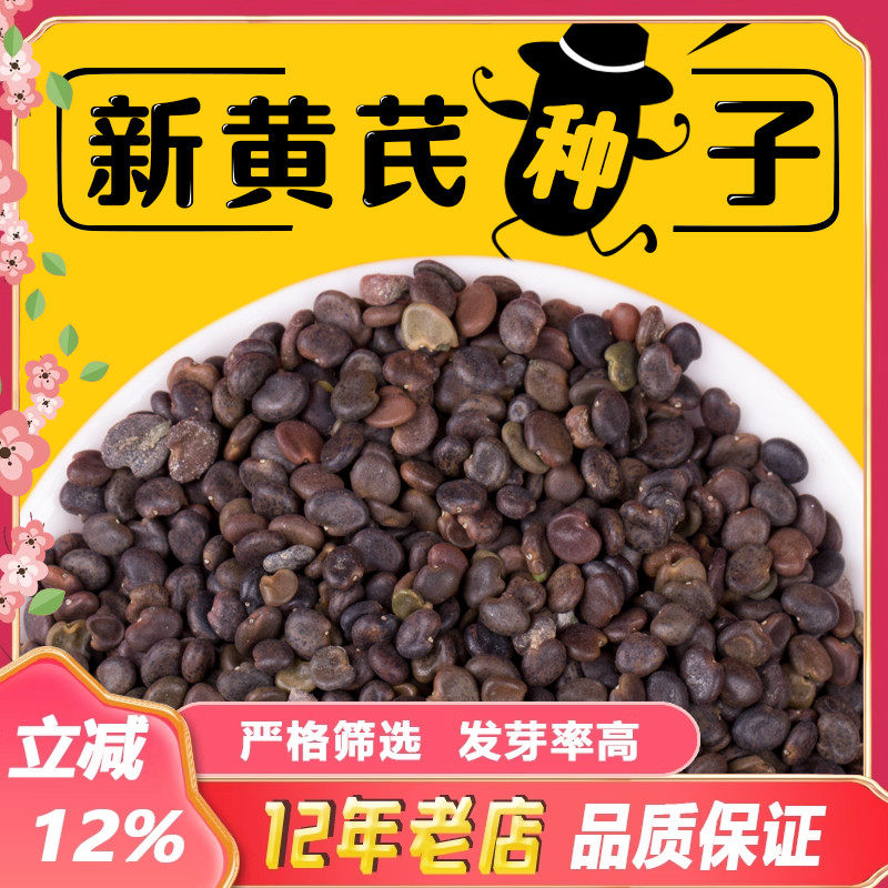 出售草药黄芪种子新棉芪绵芪铁杆软秸黄氏种籽四季播种包邮送资料