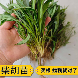四季种植柴胡苗基地现挖柴胡种苗易活好管理旱地可种北柴胡小柴胡