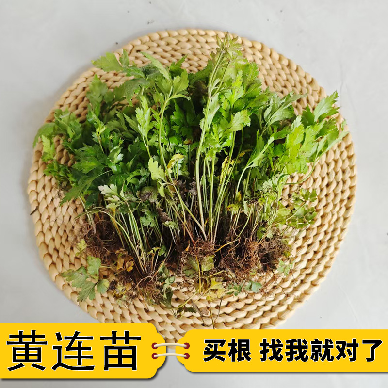 名贵中药材植物黄连苗草类鸡爪黄连盆景花卉清热去火盆栽黄连苗