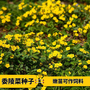 委陵菜种子翻白草白头翁蛤蟆草种籽多年生草本天青地白四季播种子