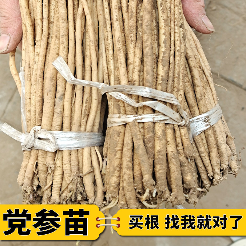 党参苗子党参种植苗名贵药材种植苗药材树苗黄芪当归板蓝根甘草