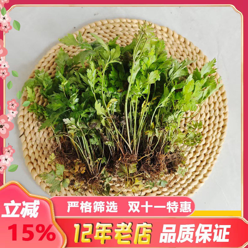 名贵中药材植物黄连苗草类鸡爪黄连盆景花卉清热去火盆栽黄连苗