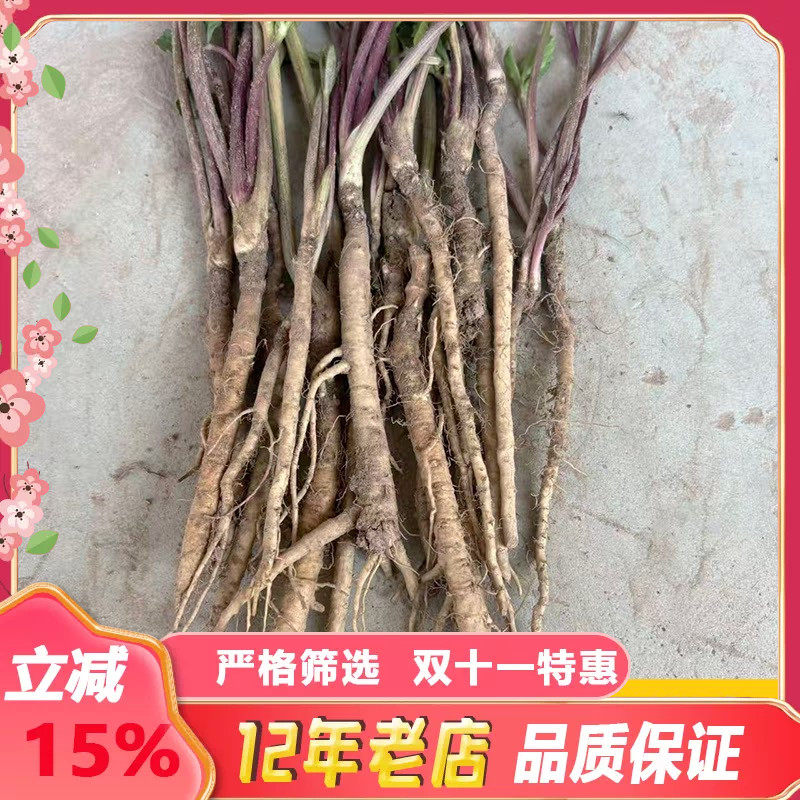 中药材北沙参苗产地直发祁沙参种子苗入药食用泡茶中草药百草园