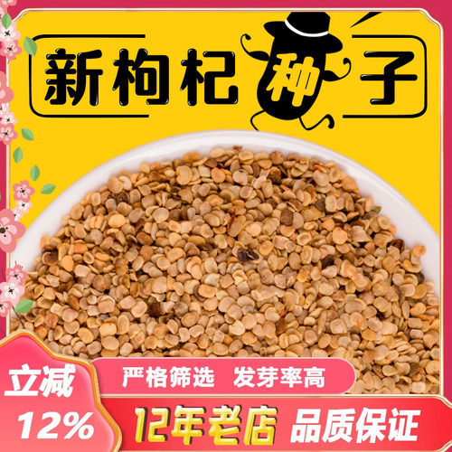 食用枸杞种子宁夏特产水洗净枸杞叶种籽南北方四季种植枸杞树苗