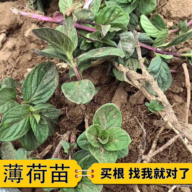 薄荷苗药用清凉土薄荷苗盆栽口感清凉可食用驱蚊效果好非留兰香
