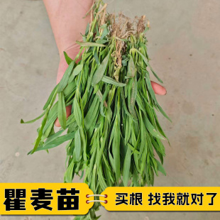 现挖彩虹瞿麦苗宿根多年生五彩石竹苗阳台庭院花卉盆栽植物苗