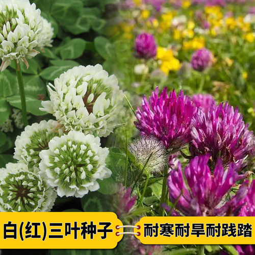 三叶草种籽四季红白三叶草种子粉色幸运草盆栽植物果园绿肥种籽子