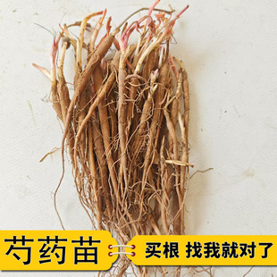 芍药苗多年生药用赤芍白芍苗现挖庭院盆栽耐寒新鲜种苗四季包邮