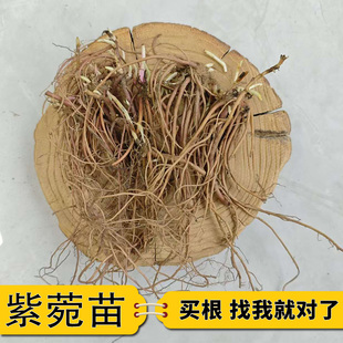 紫菀中药苗新鲜紫苑种苗小辫道地中药材苗圃直发现挖现卖易活耐寒