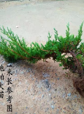 盆栽迎客松盆景真树苗地柏造型苗四季常青室内外庭院植物耐寒耐热