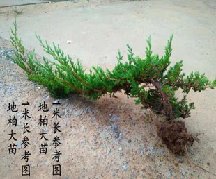 盆栽迎客松盆景真树苗地柏造型苗四季常青室内外庭院植物耐寒耐热