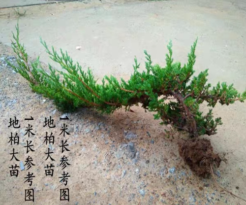 盆栽迎客松盆景真树苗地柏造型苗四季常青室内外庭院植物耐寒耐热