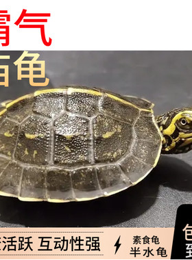 亚洲巨型龟庙乌龟苗亚巨种龟吃菜龟半水龟素食龟黄头庙观赏宠物龟