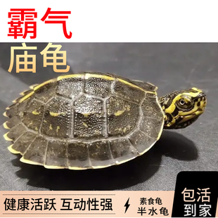 亚洲巨型龟庙乌龟苗亚巨种龟吃菜龟半水龟素食龟黄头庙观赏宠物龟