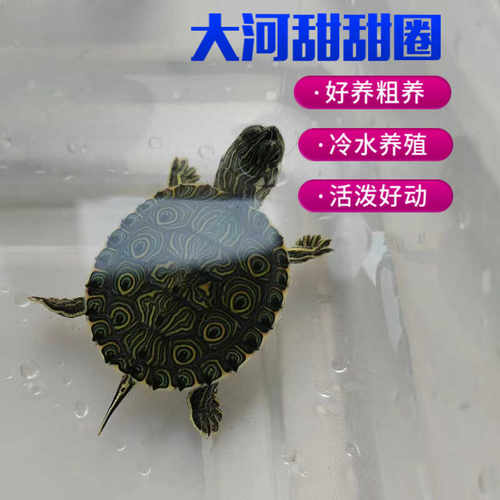 大河甜甜圈龟活泼活体宠物乌龟深水观赏格兰德佛州甜甜圈火焰龟龟