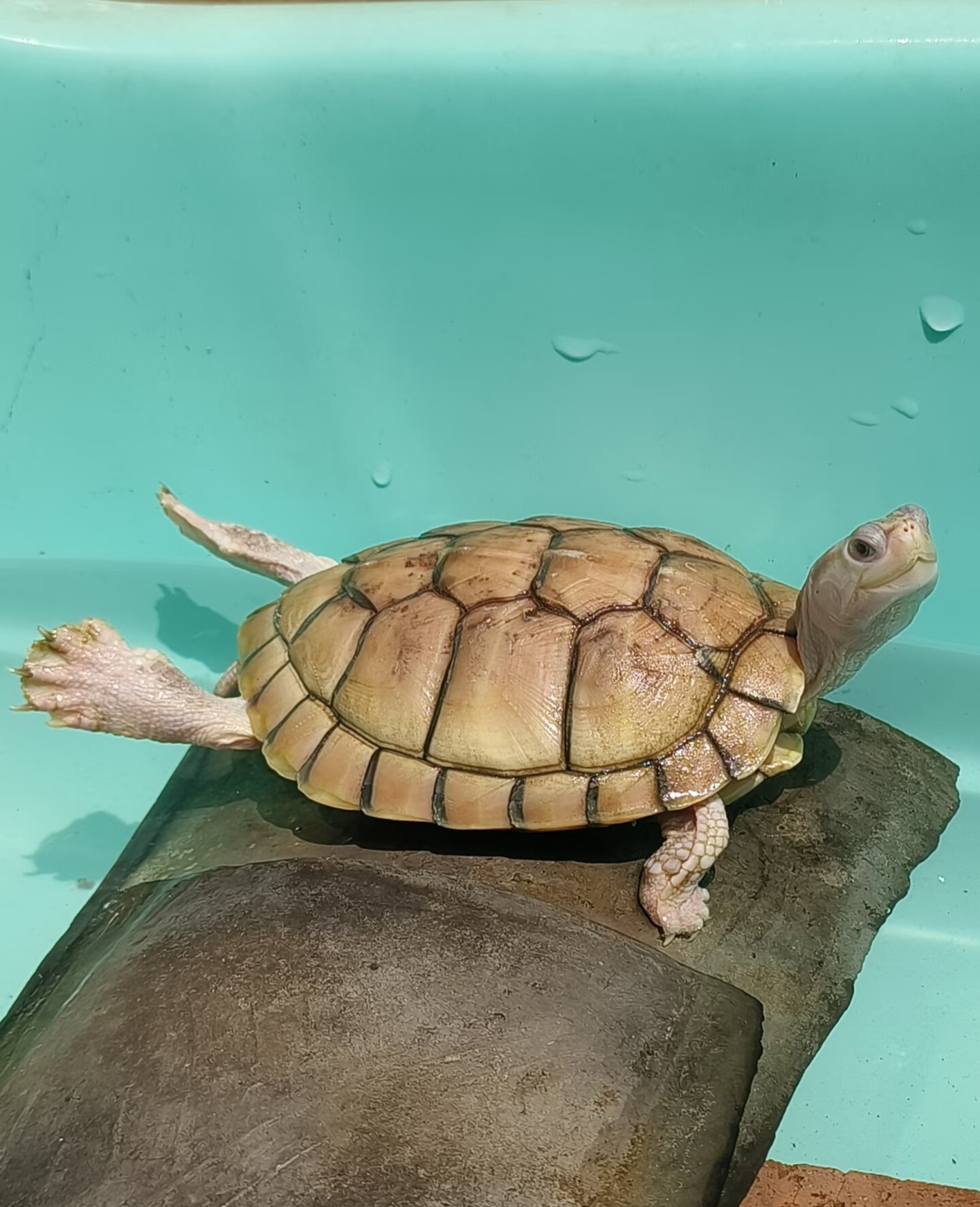 黑巴龟黑化魔眼变异黑化大萌眼巴西龟活体宠物观赏网红龟变异巴西