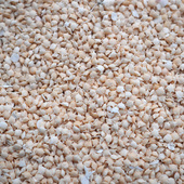 日本沙UV滴胶天然贝壳海星海螺工艺品贝壳海星海螺装 饰品迷你海沙