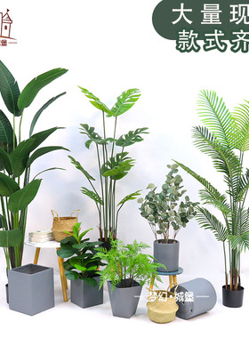 北欧天堂鸟盆景客厅装饰摆件假树琴叶榕仿真盆栽植物仿真植物