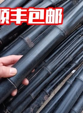 仙人杖退秧竹瘪竹中药竹子仙人仗菌化天然黑竹一斤包邮
