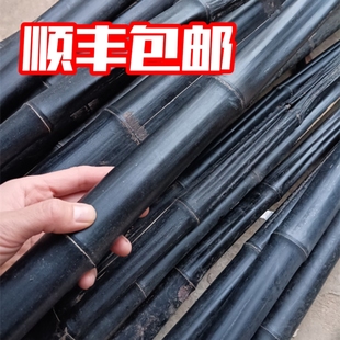 仙人杖退秧竹瘪竹中药竹子仙人仗菌化天然黑竹一斤包邮
