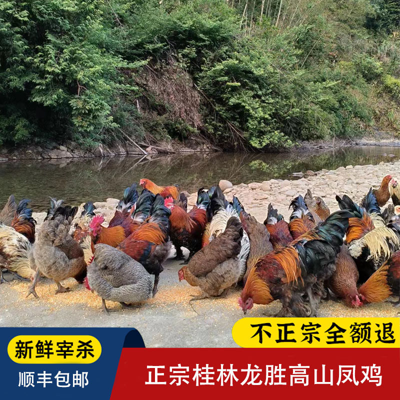 广西龙胜正宗土鸡农家散养老母鸡月子鸡新鲜可发整一只活鸡凤鸡