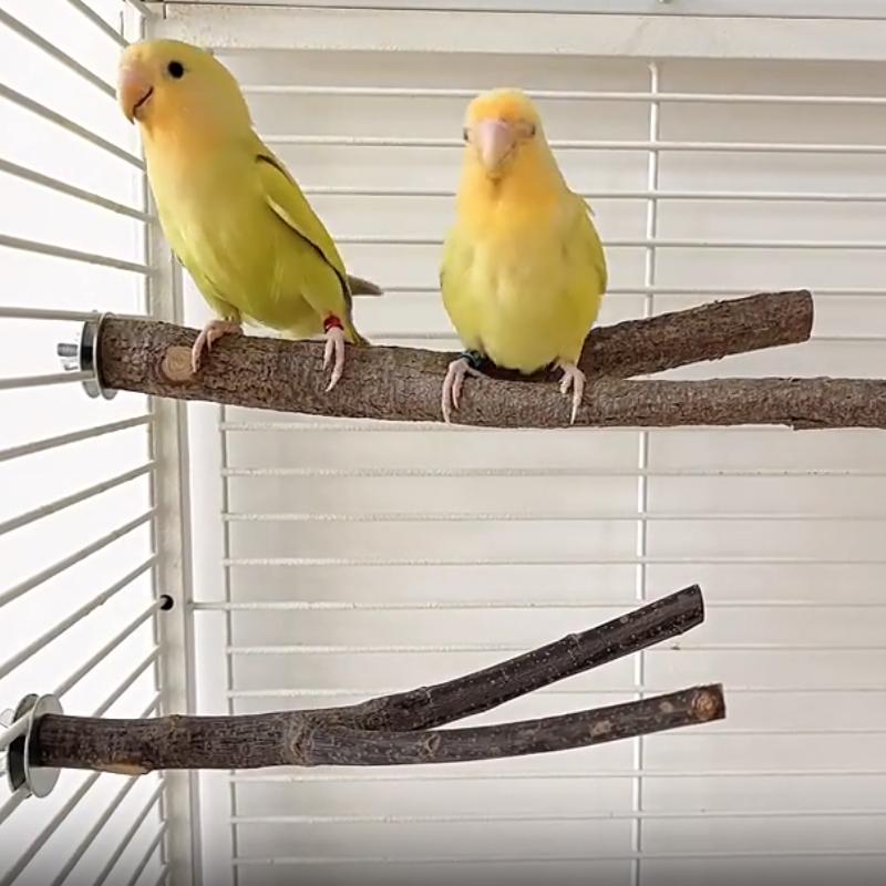 鹦鹉玩具原木树杈鸟类站杠站杆天然果木树叉站架玄凤鸟磨爪栖息木