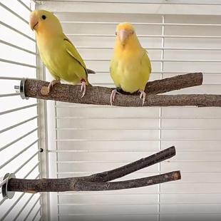 鹦鹉玩具原木树杈鸟类站杠站杆天然果木树叉站架玄凤鸟磨爪栖息木
