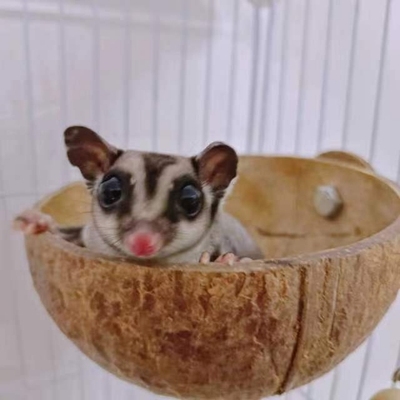 食盆宠物魔王兔子防咬耐虎皮牡丹