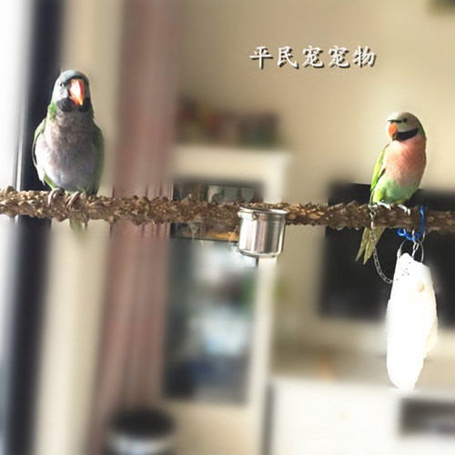 天然见血飞野生花椒木鹩哥平民宠