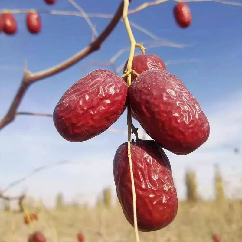 25年特等原生态新疆若羌灰枣